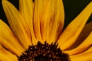 Sonnenblume