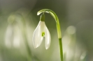 Schneeglöckchen